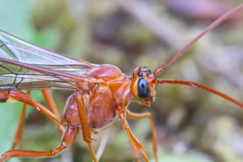 Enicospilus undulatus